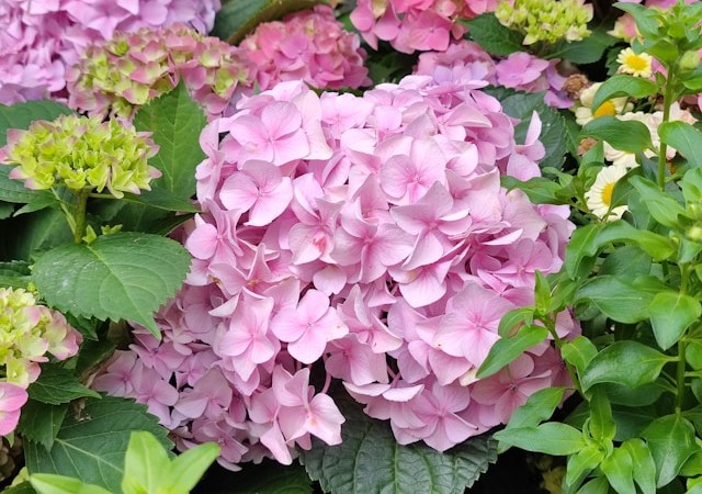 tailler hortensia